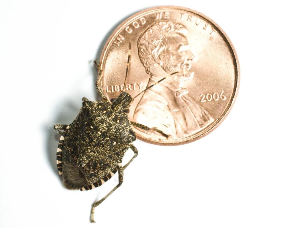 Stink Bug wallpapers, Animal, HQ Stink Bug pictures