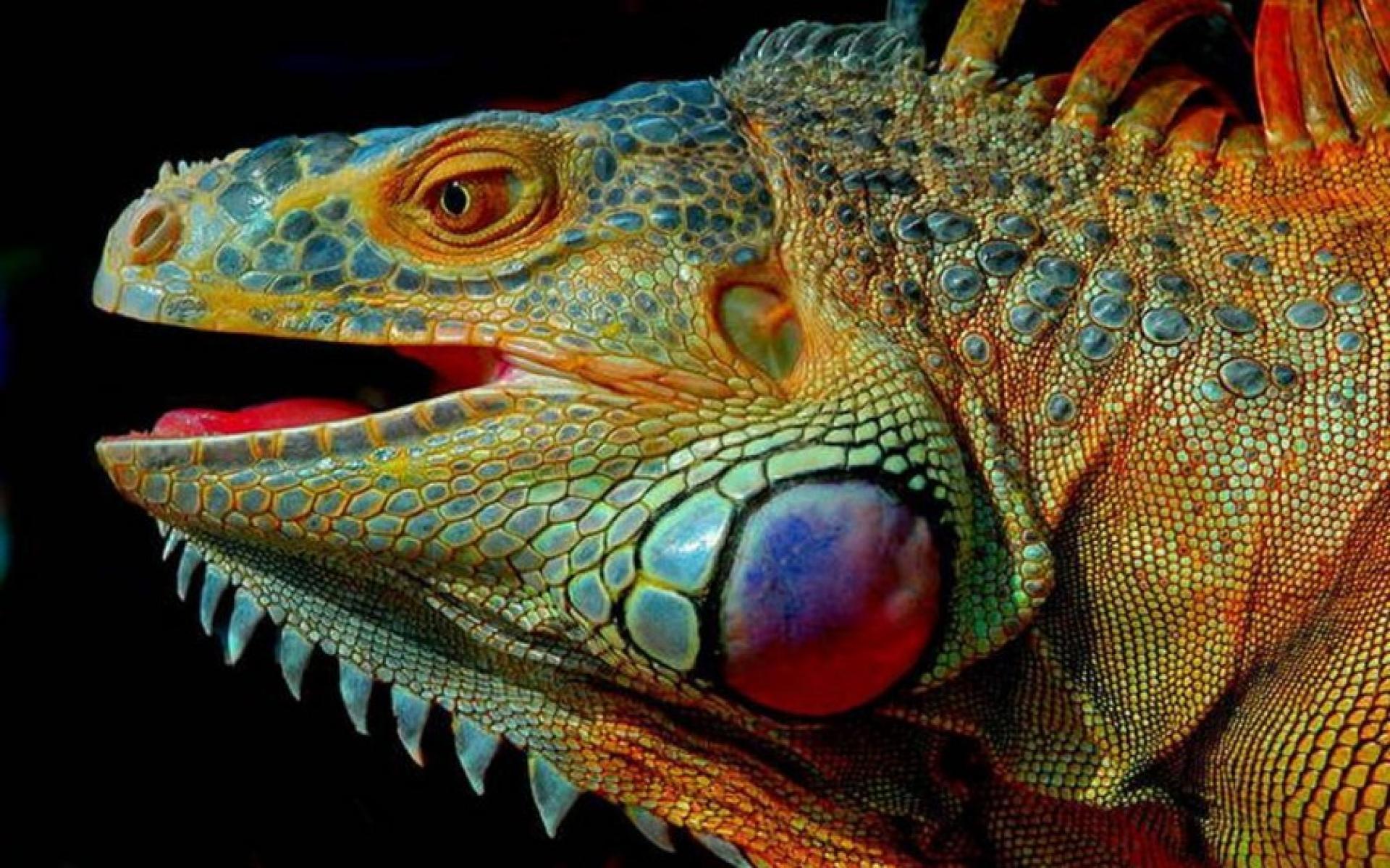 Ultra 2K Iguana Wallpapers