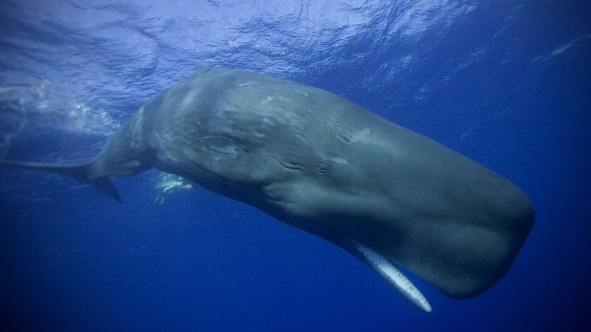 Sperm Whale Holidays & Whale Watching