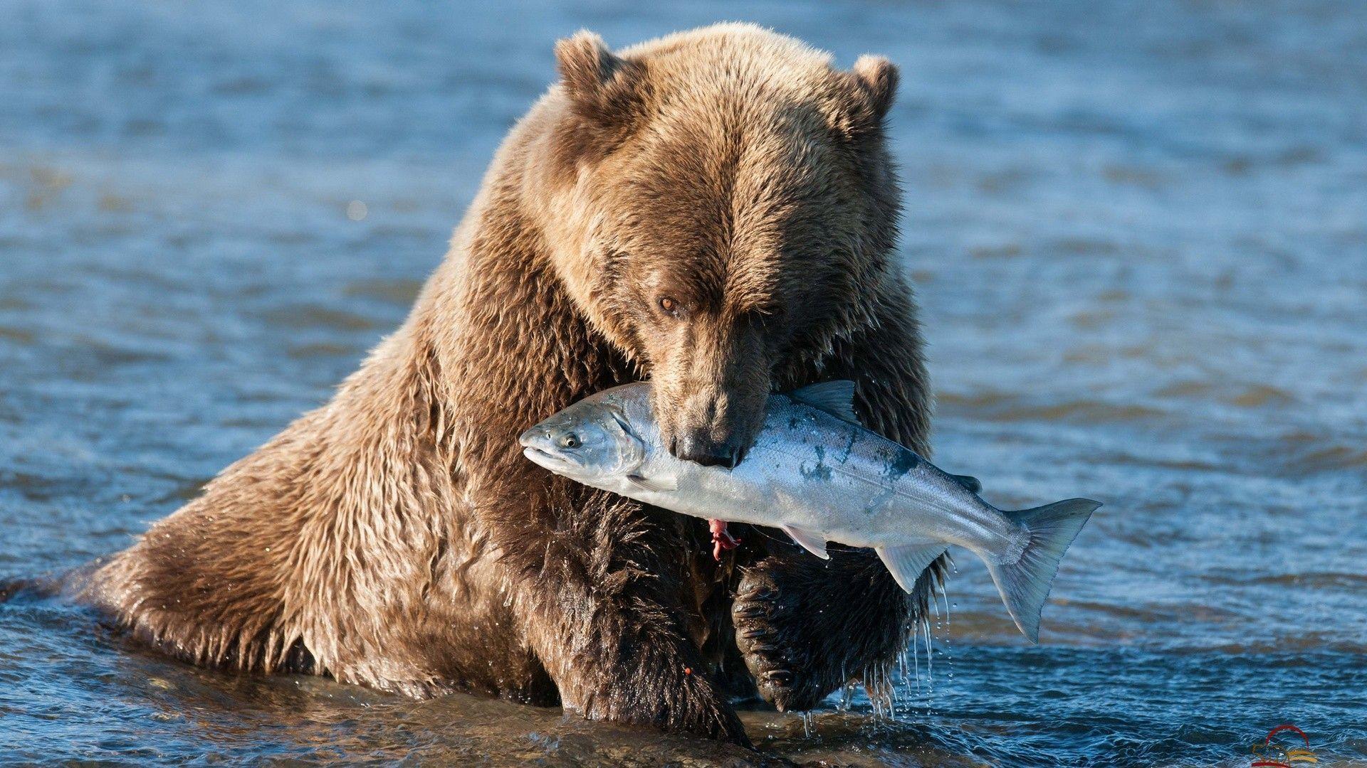 Bear Grizzly Bear Fish wallpapers