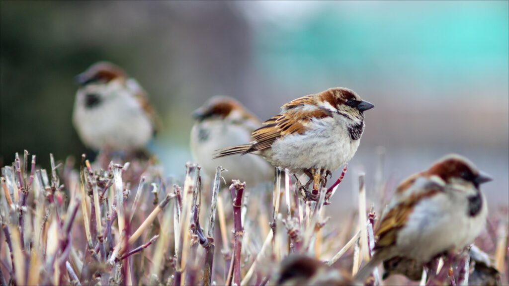 Sparrow wallpapers desk 4K backgrounds