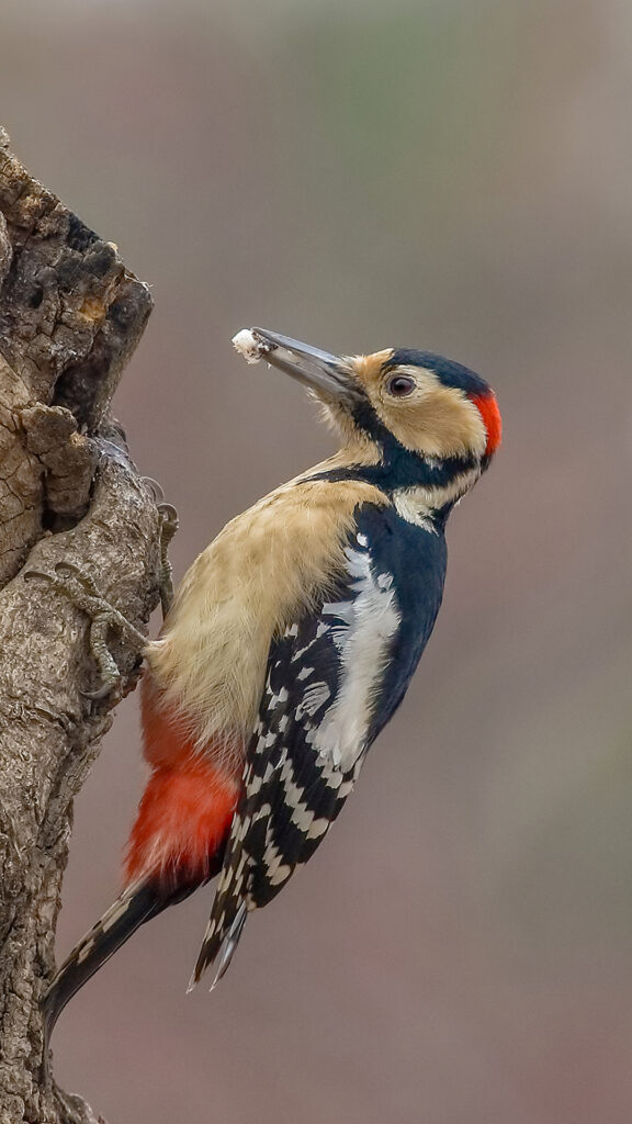 Woodpecker Android wallpapers