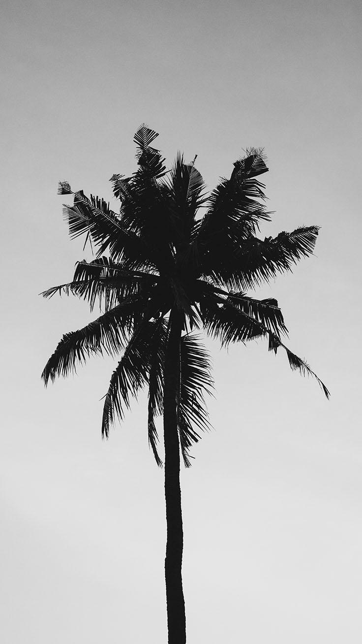 Let’s go Coconuts! Enjoy Tropical iPhone Wallpapers!