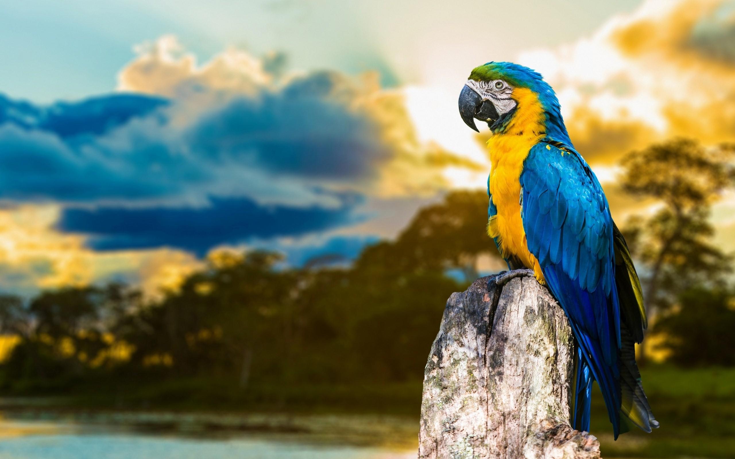 Macaw Parrot 2K Wallpapers