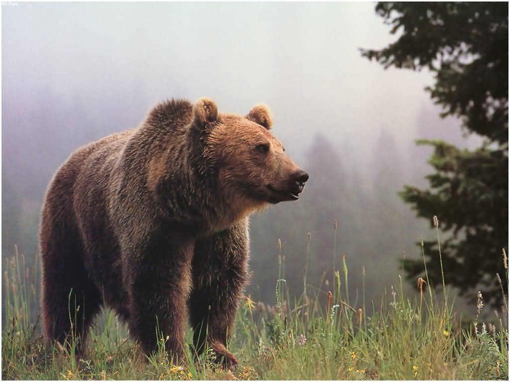 Grizzly Bear Wallpapers Group with items