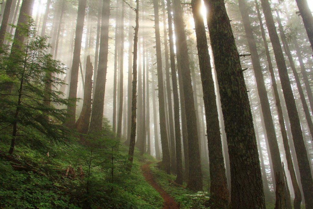 Sunlight streams through a misty forest of tall, thin trees with a