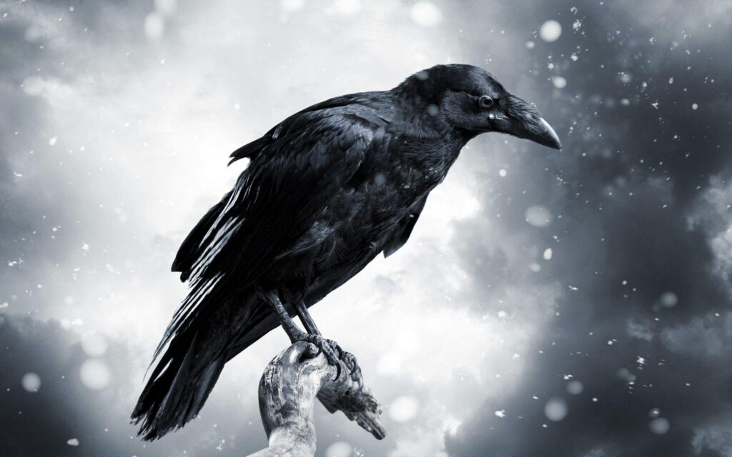 Free Download Crows Wallpapers