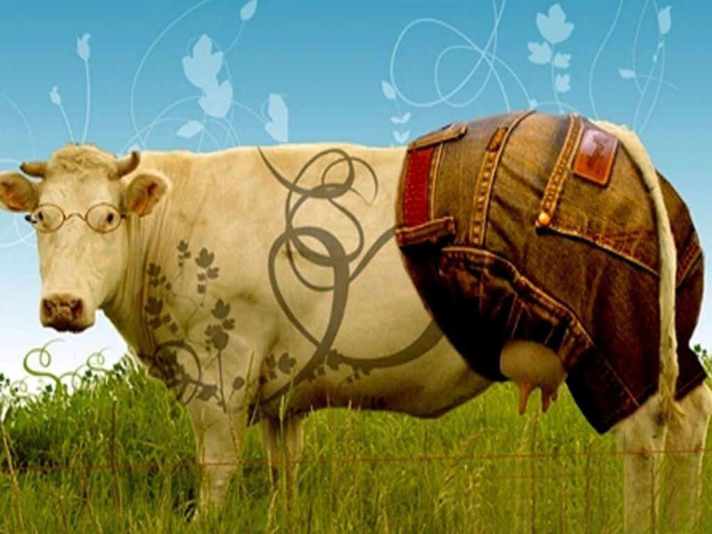 Wallpapers For – Funny Cow Wallpapers