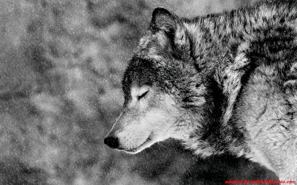 Wallpaper For – Alpha Wolf Wallpapers Hd