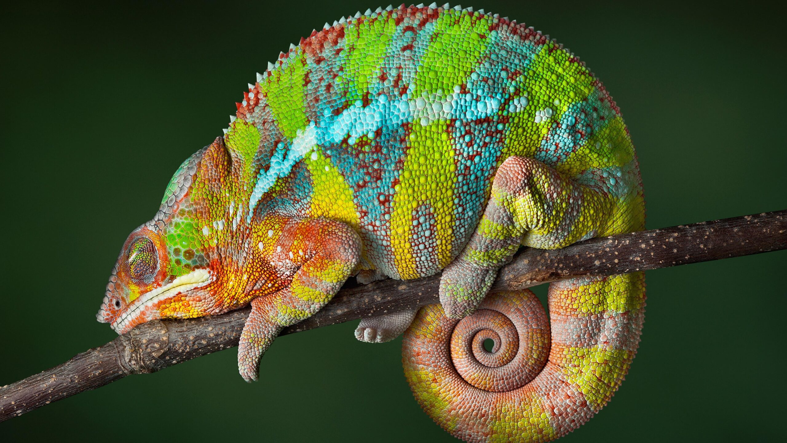 Colorful Chameleon K UltraHD Wallpapers