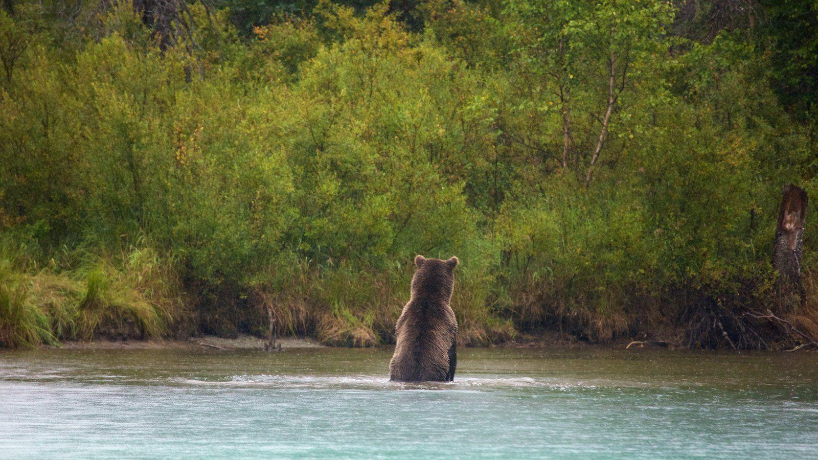 Animal Pictures View Wallpaper of Lake Clark National Park and Preserve