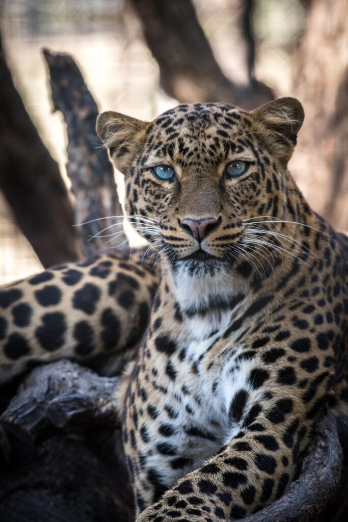 Leopard Pictures