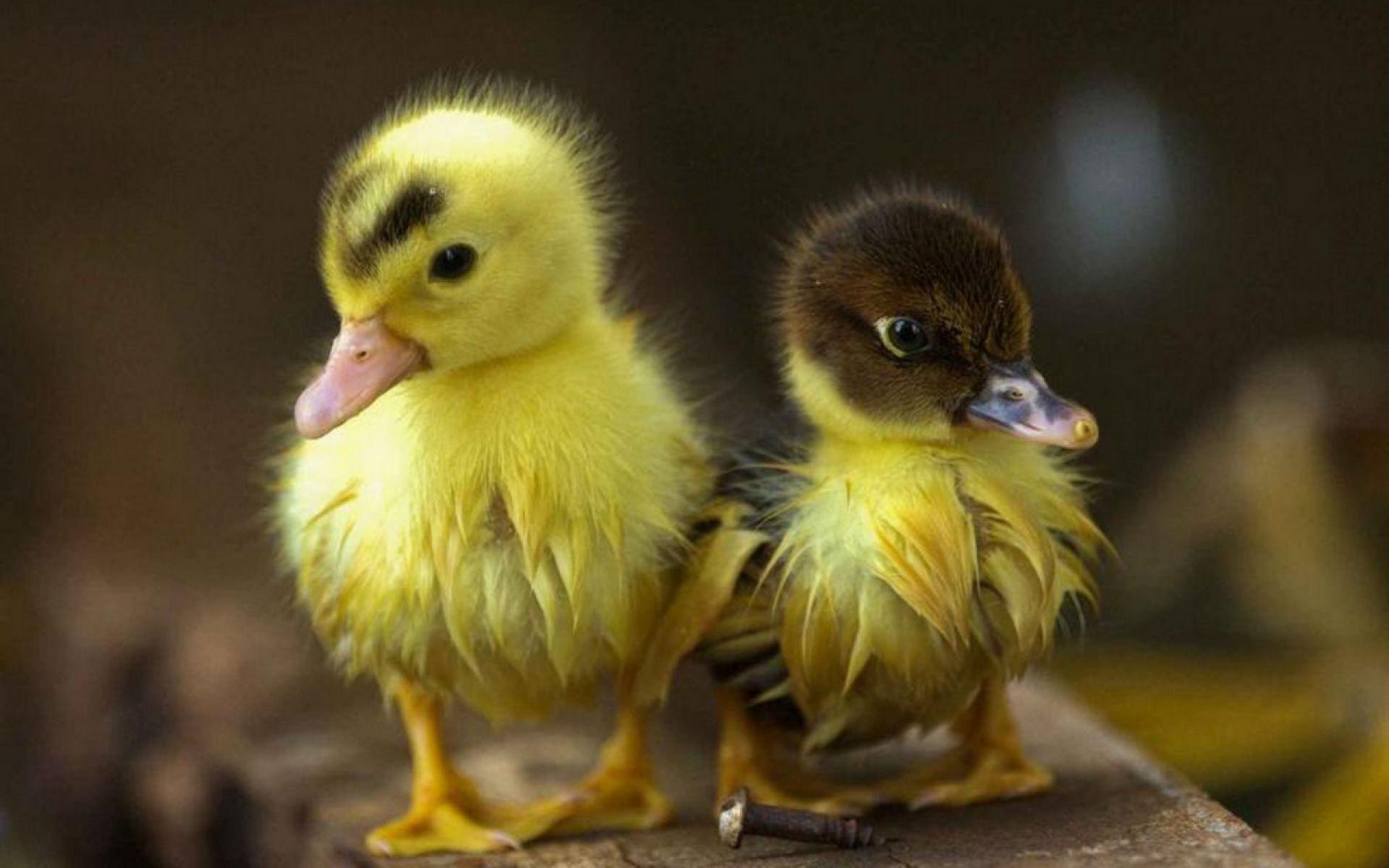 Baby Duck Wallpapers  – Full HD