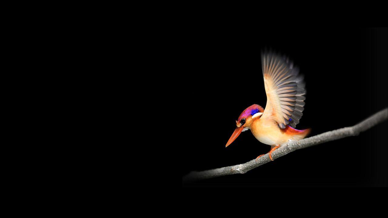 Wallpapers Woodpecker, Microsoft Surface Go, Stock, Dark backgrounds