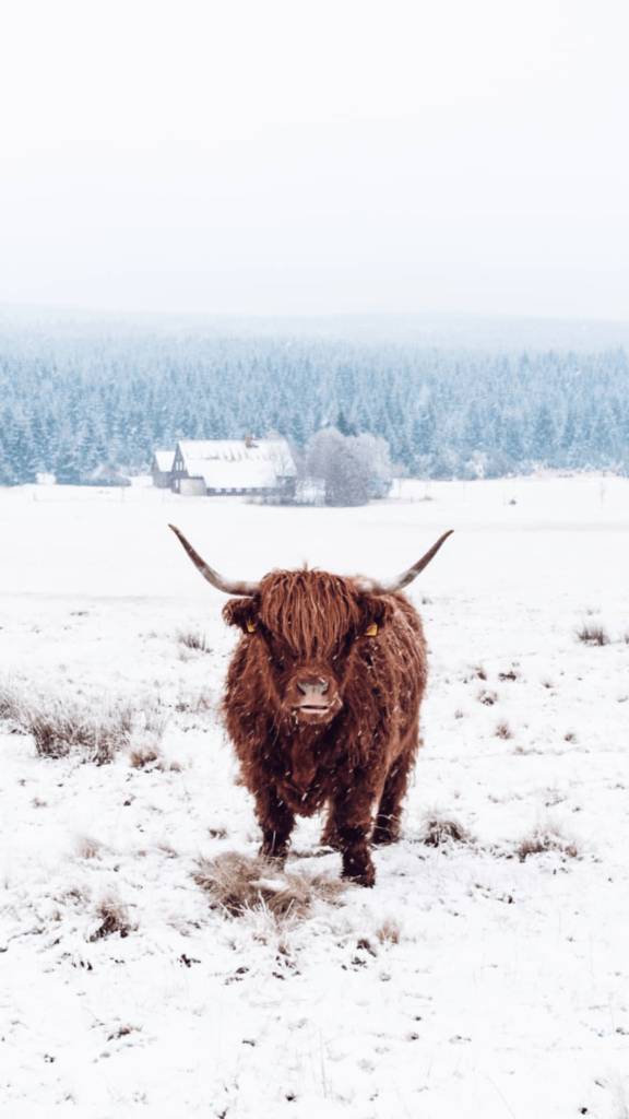 Highland Cow