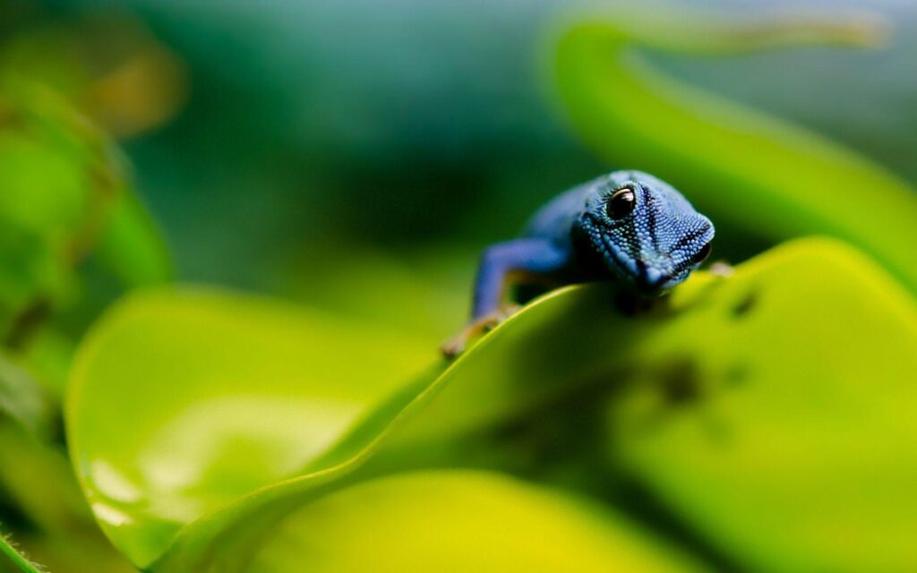 Colorful Blue Lizard Wallpapers
