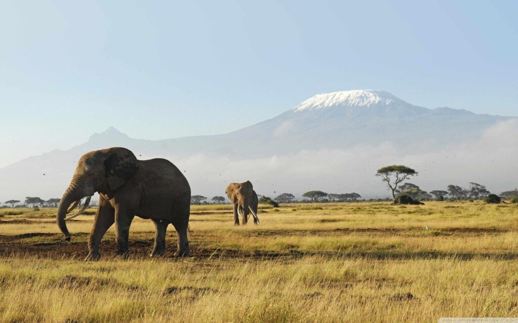 African Elephants ❤ K 2K Desk 4K Wallpapers for K Ultra 2K TV