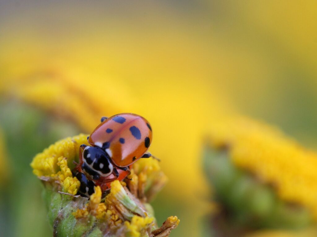 HD Ladybug Beetle Insect Wallpapers · · Wallpapersio