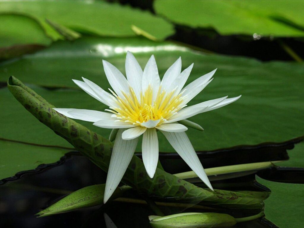 Flowers For – White Lotus Flower Wallpapers