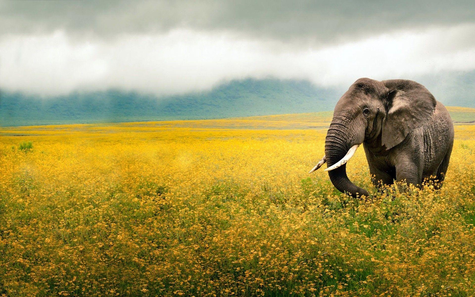 Elephant Yellow Field Tanzania wallpapers