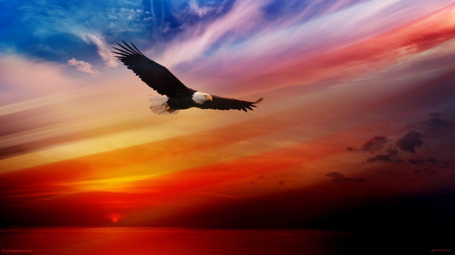 Bald Eagle Desk 2K Wallpapers