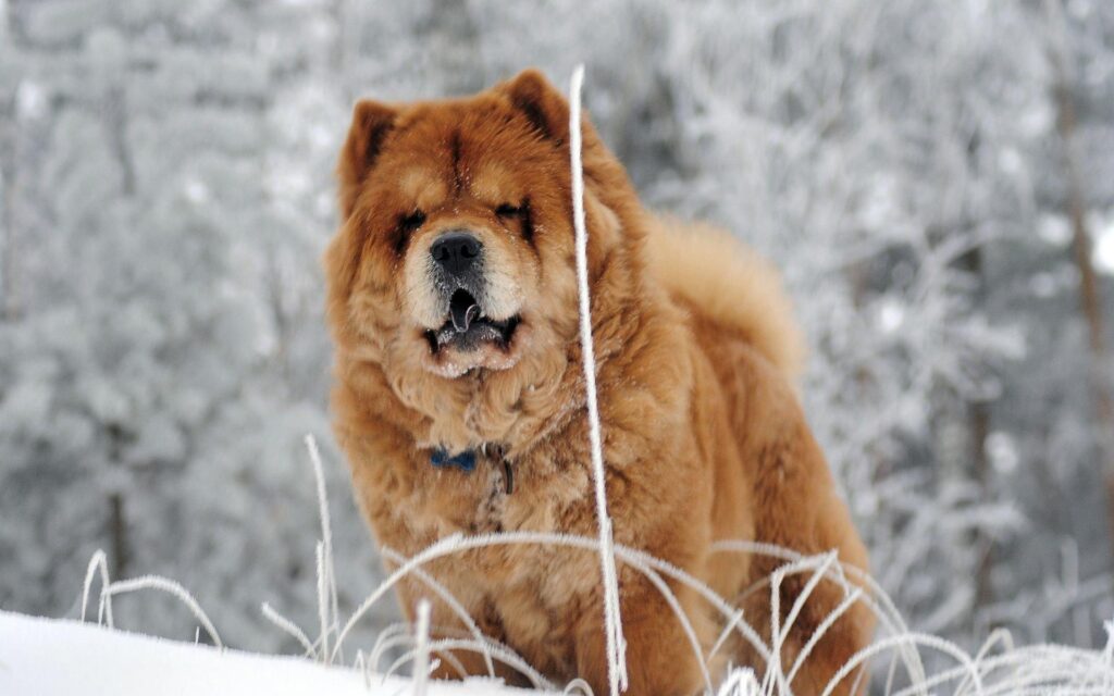 Chow Chow 2K Wallpapers