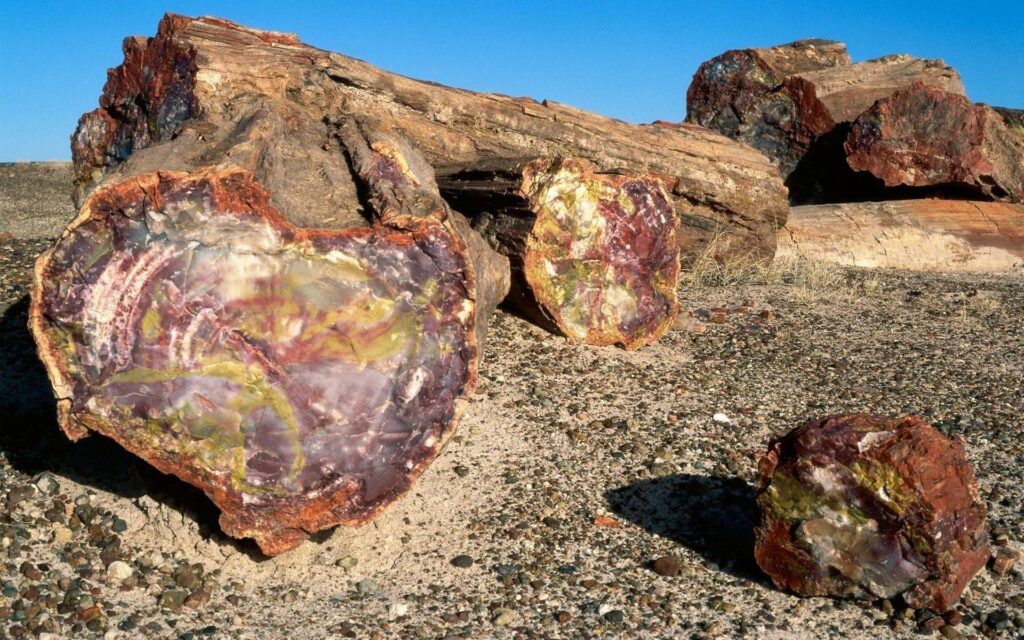 Petrified Forest National Park