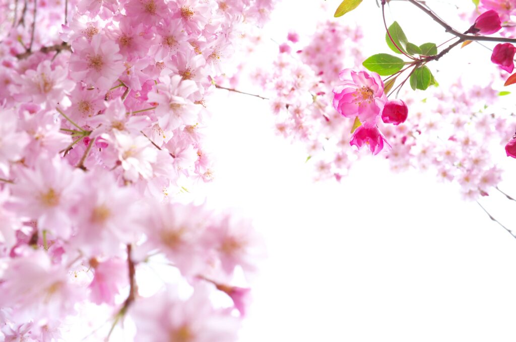 Beautiful Sakura Wallpapers HD