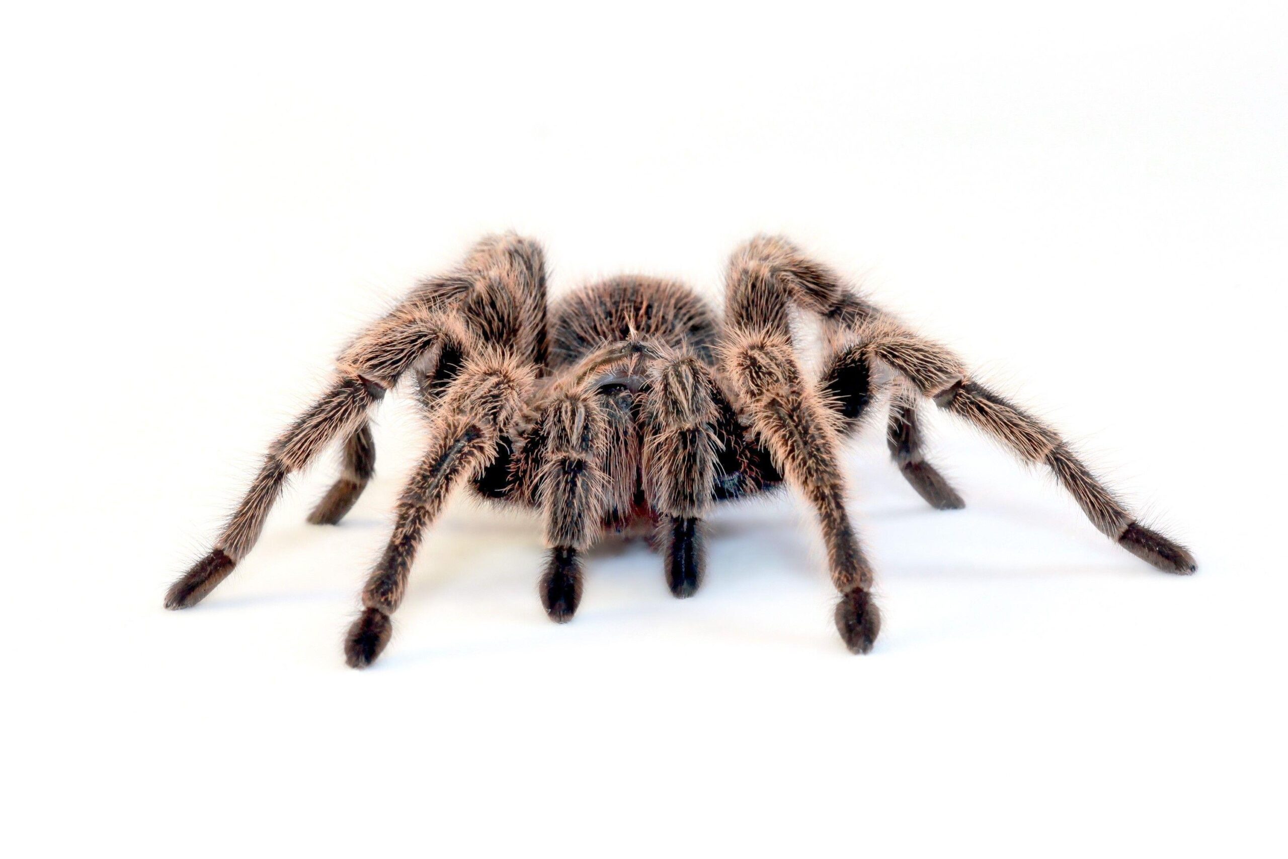 spiders, simple background, tarantula, white backgrounds Wallpapers