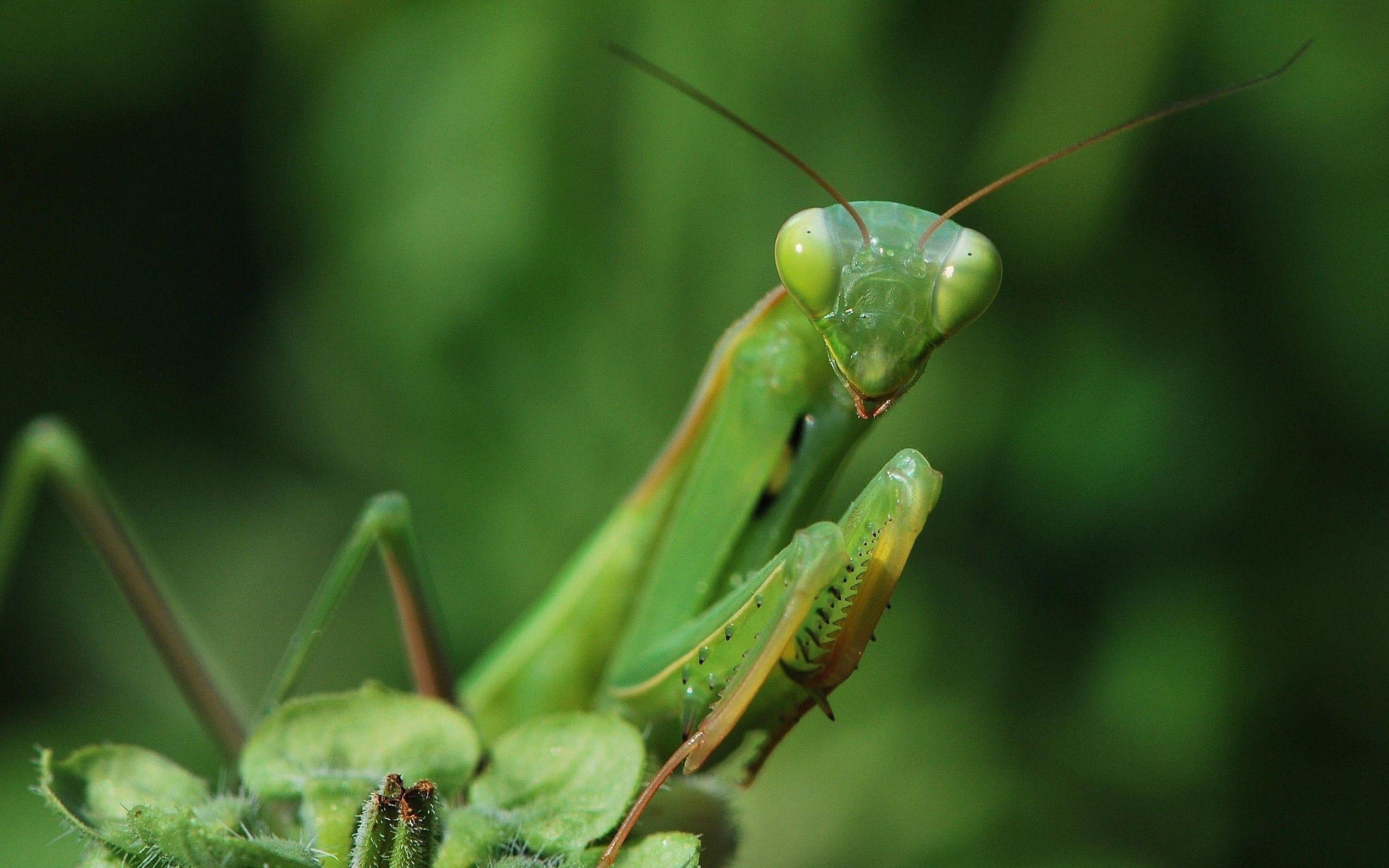 Insects praying mantis wallpapers
