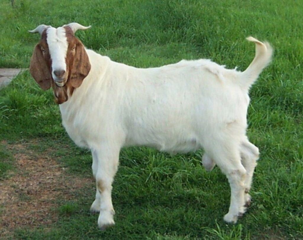 New Goat