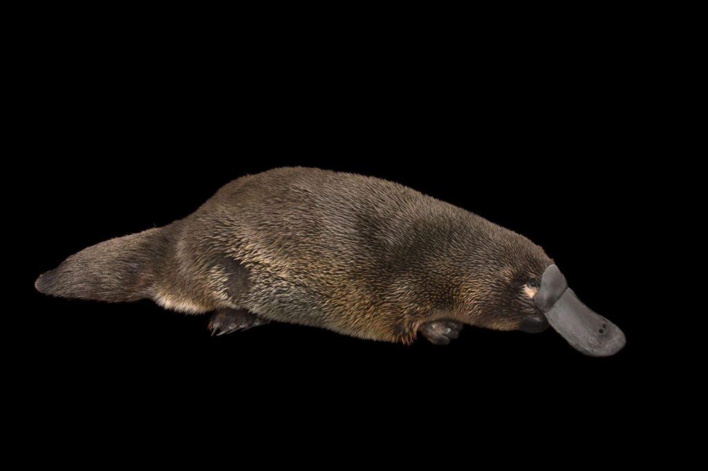 Platypus wallpapers, Animal, HQ Platypus pictures