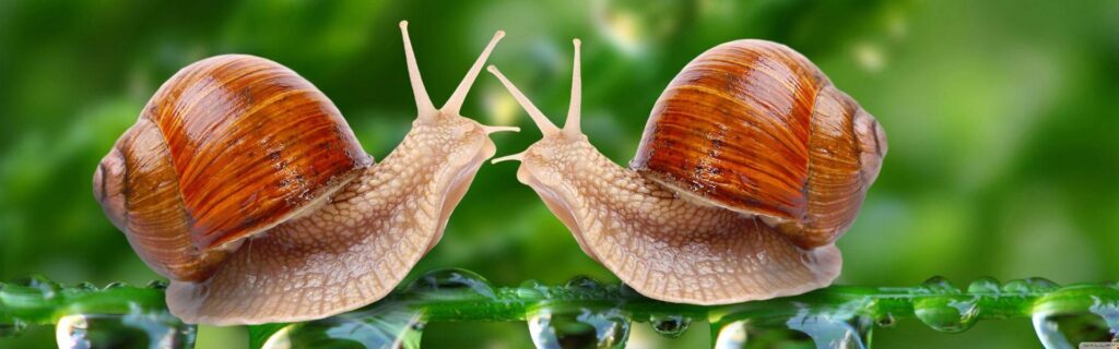 Snails Backgrounds