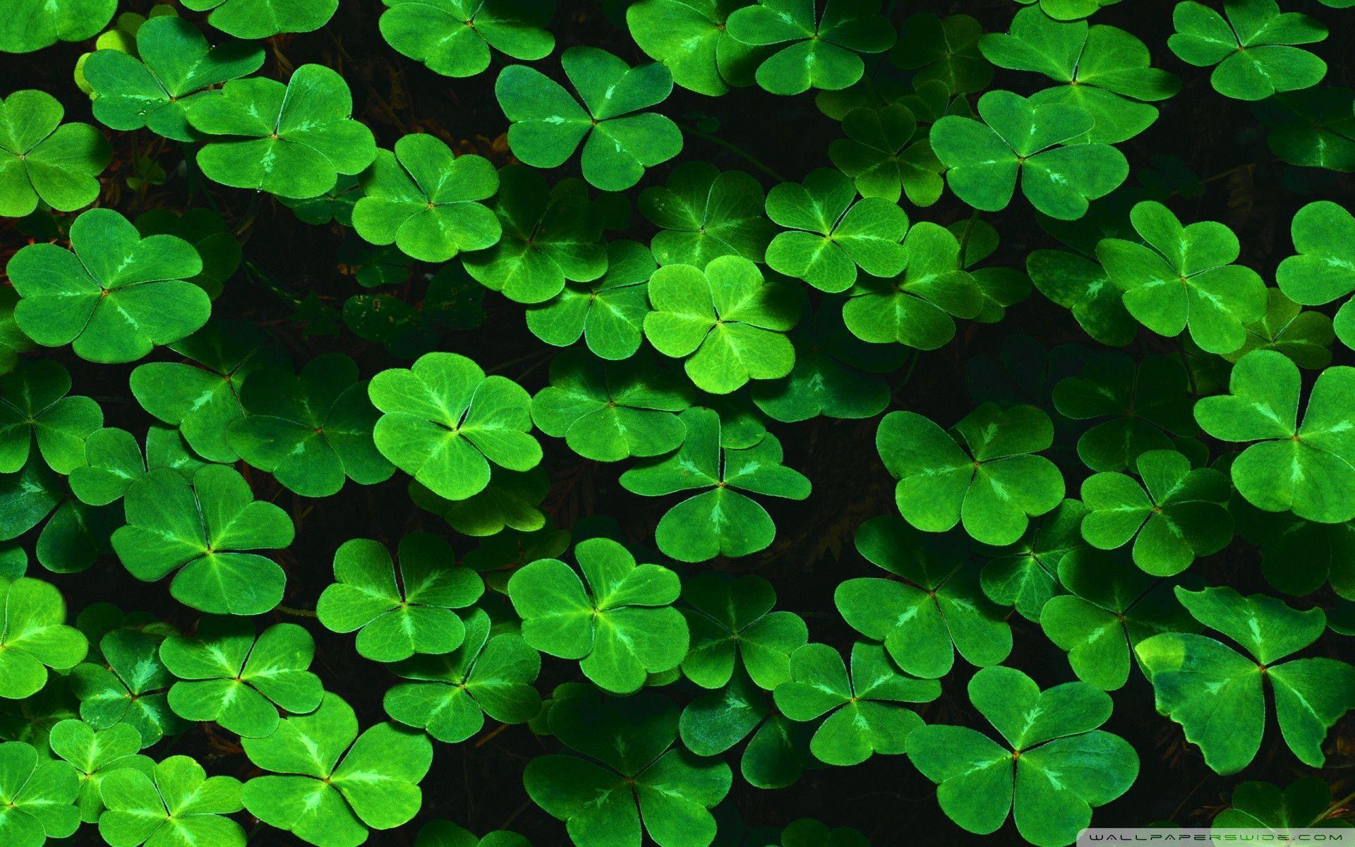 St Patrick&Day wallpapers