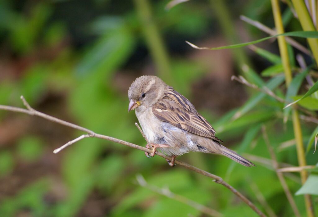 House Sparrow Pictures