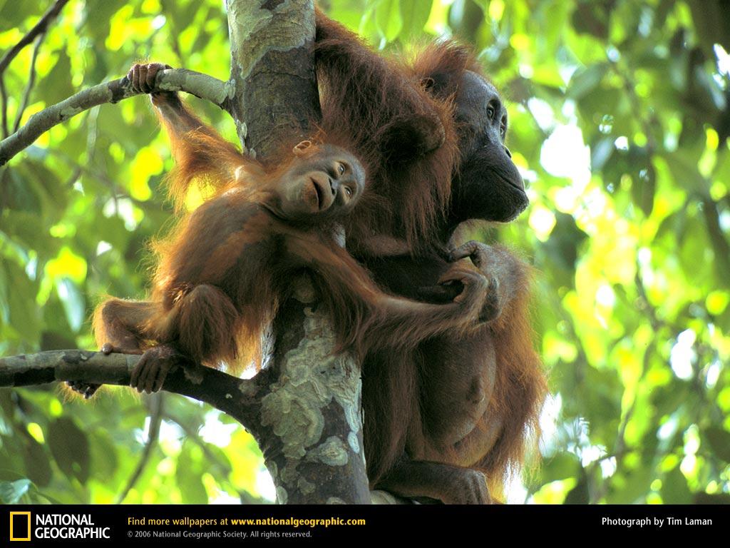 Orangutan Wallpapers