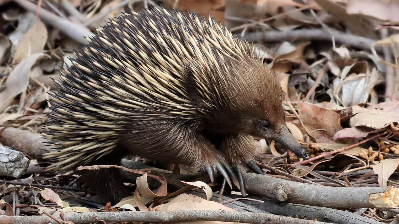 Echidna Facts And Animal Photos, Wallpaper