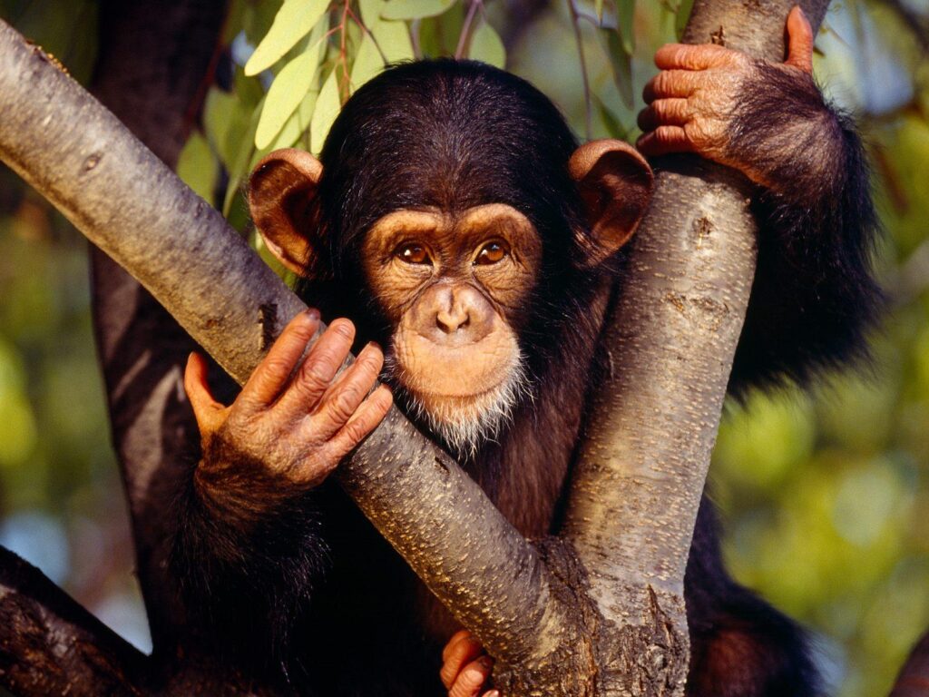 Chimpanzee Wallpapers and Backgrounds Wallpaper