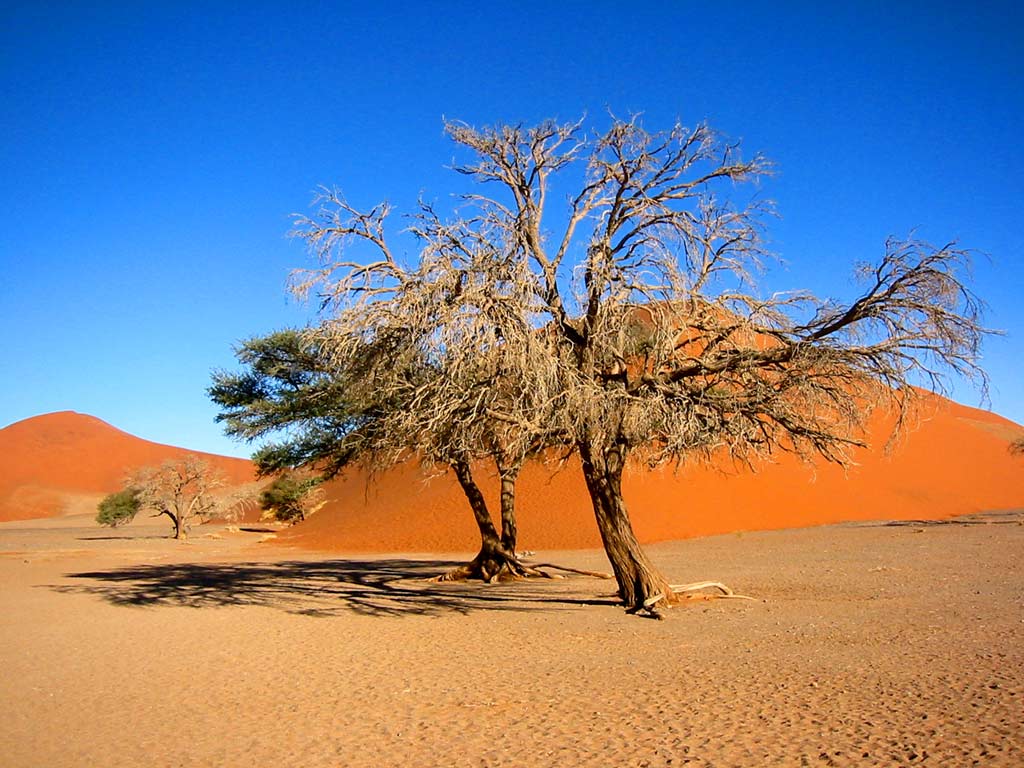 Namibia Wallpapers Desert, Dunes, Zebra, Etosha National Park