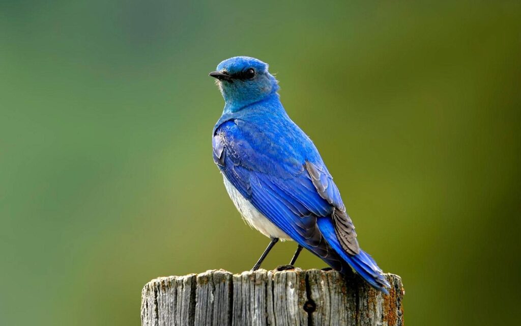 Latest Collection of Bluebird Pictures