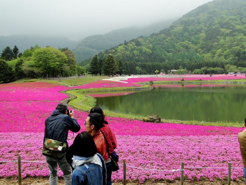 Fuji Shibazakura Festival