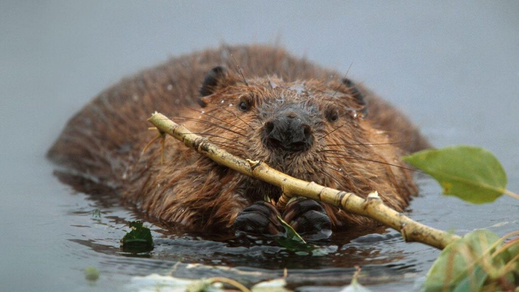 Bing Wallpaper Archive North American beaver in Denali National Park
