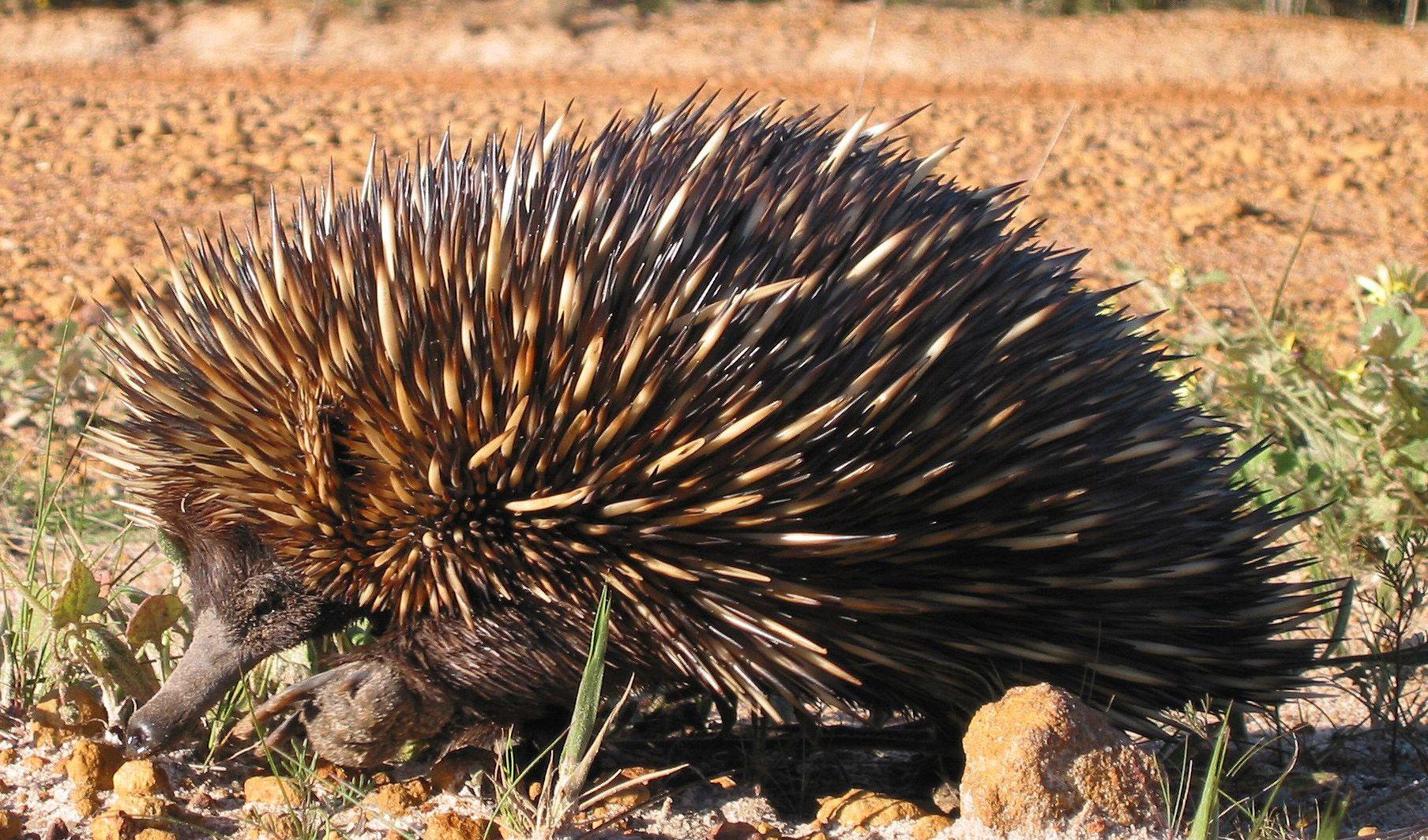 Are echidnas really platypuses?