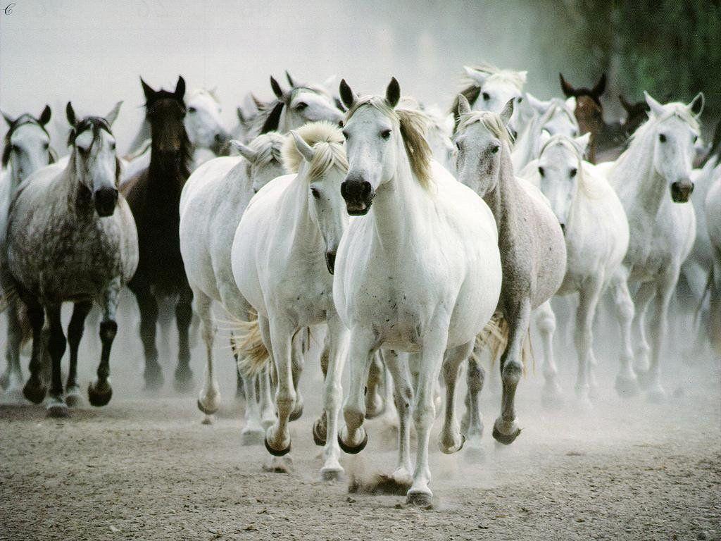 Horse White 2K Wallpapers Android Wallpapers computer