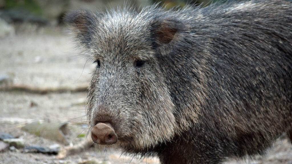 Chacoan Peccary