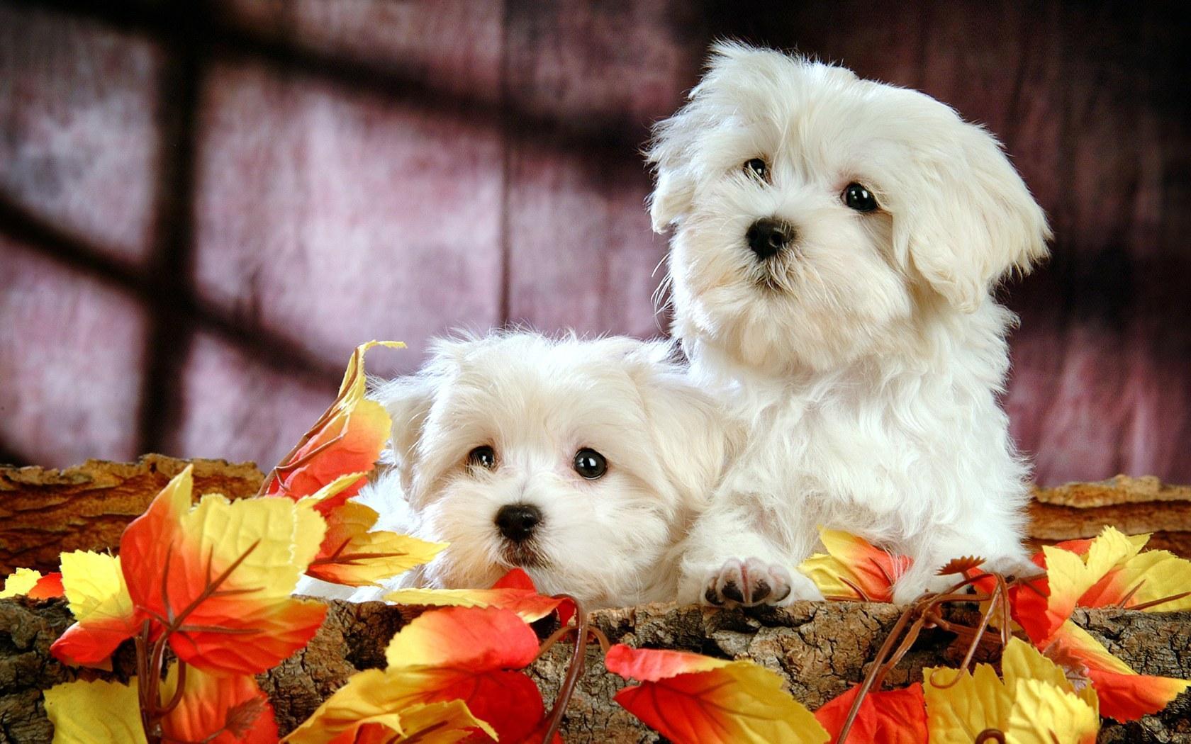HD wallpapers Cute White Puppy 2K Wallpapers White Puppies Wallpapers