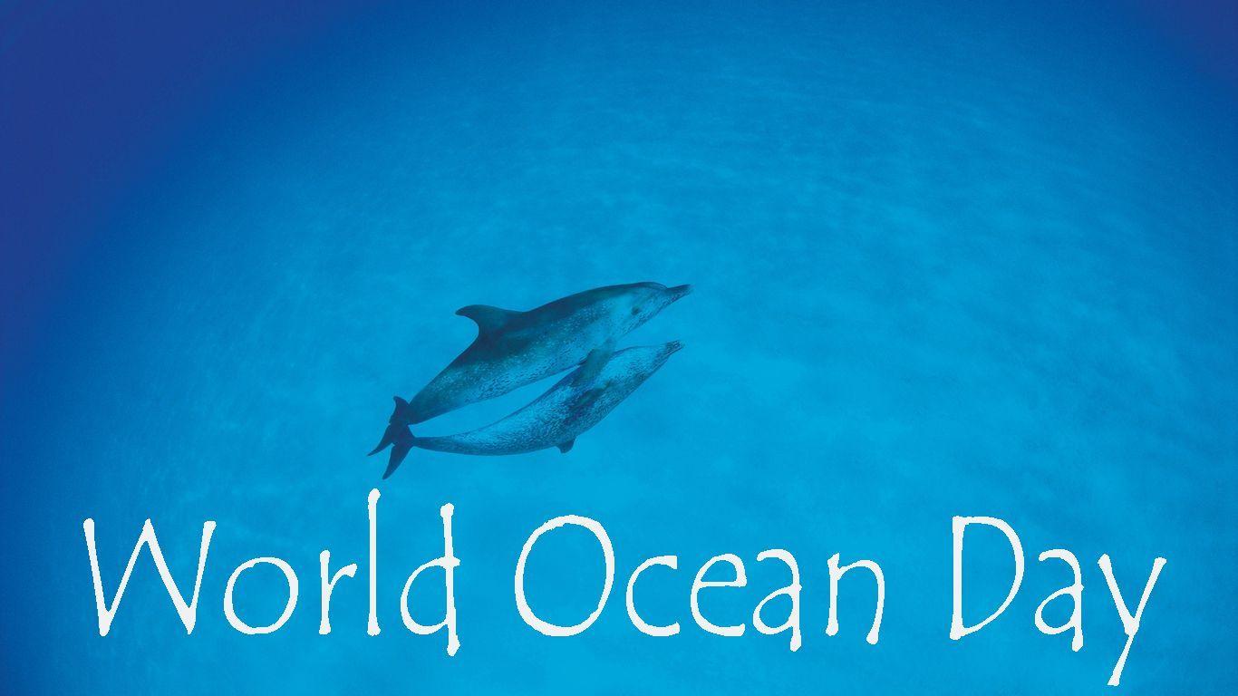 World Ocean Day Dolphins Love Ocean Wallpapers