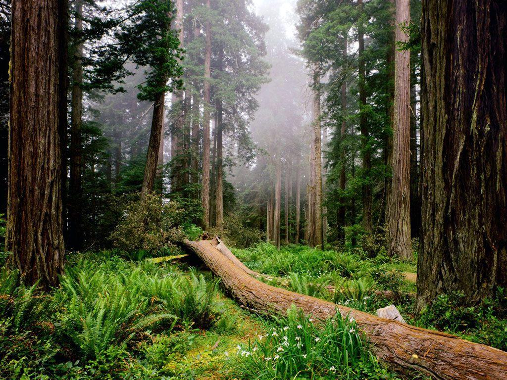 Nature Redwood National Park px – Quality 2K Wallpapers