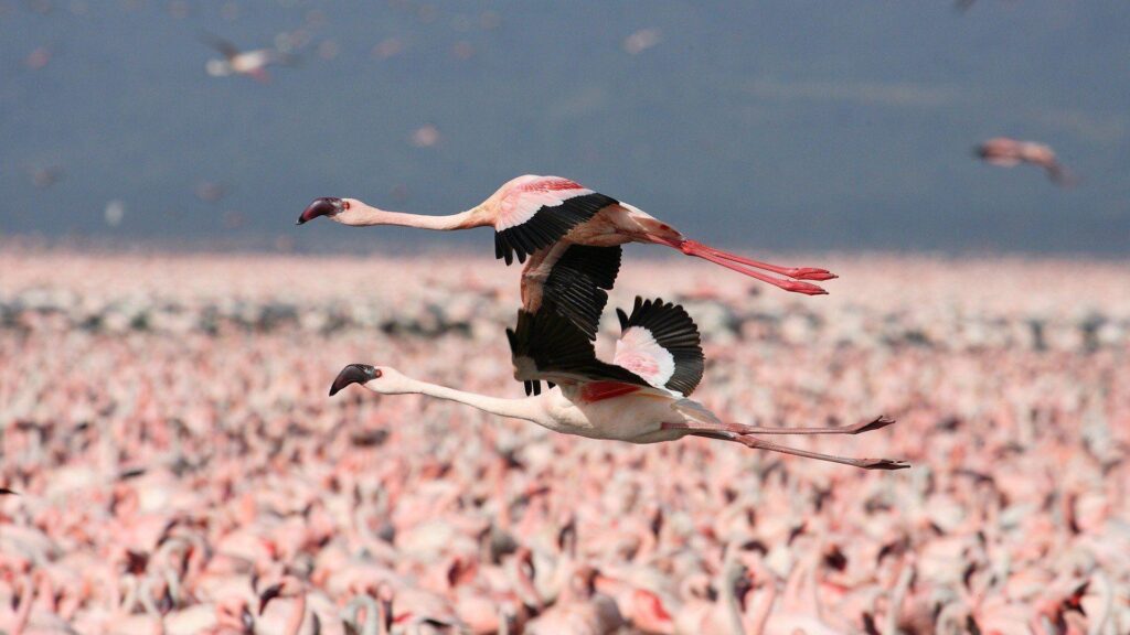 Flamingos flight Kenya wallpapers