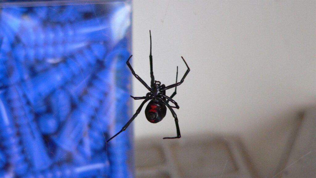 File:Black widow spider